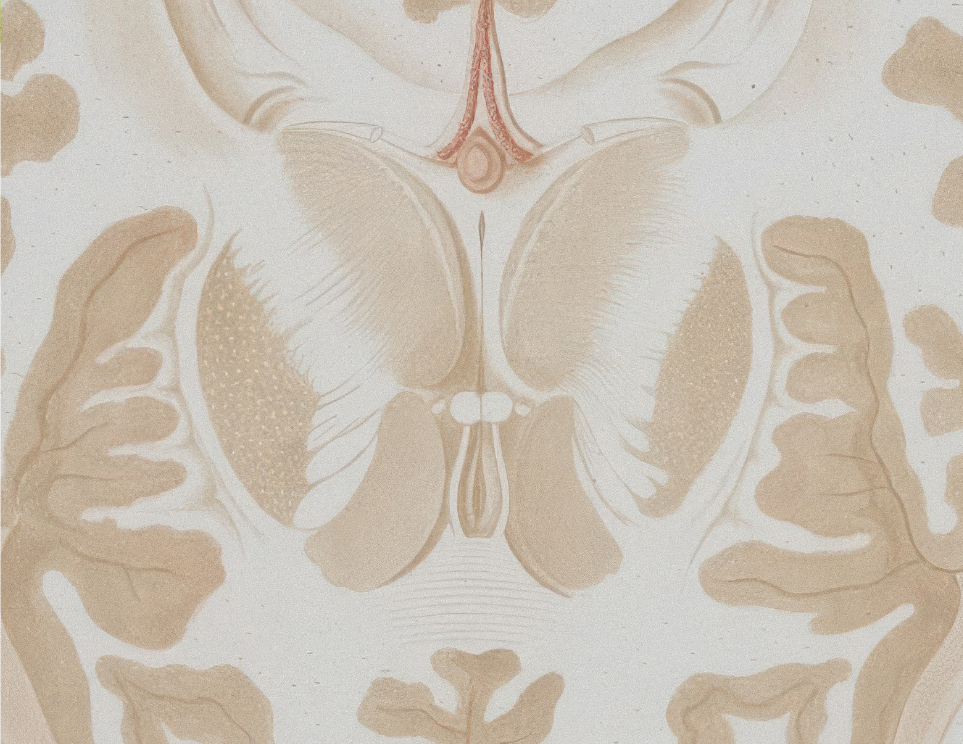«Del cerebro de Cajal a la neurociencia de hoy»