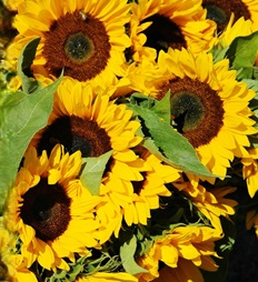 260417_Girasoles_260x260