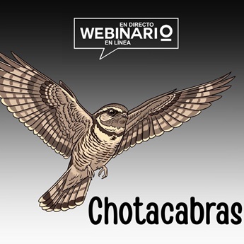 Imagen del webinario: Chotacabras.