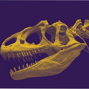 Imagen de la actividad Dinosaurios y otros animales