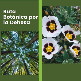 Ruta botánica por la Dehesa