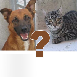 Animales dom&eacute;sticos