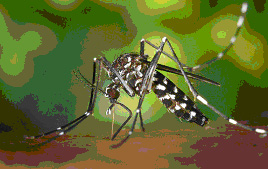 Mosquito tigre