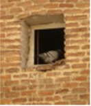 paloma en una ventana